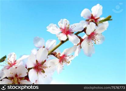 Almond white flowers on blue sky background