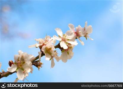 Almond white flowers with the soft background