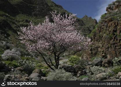Almont Tree with springflowers in the Barranco de Guayadeque in the Aguimes valley on the Canary Island of Spain in the Atlantic ocean.. EUROPE CANARY ISLAND GRAN CANARY