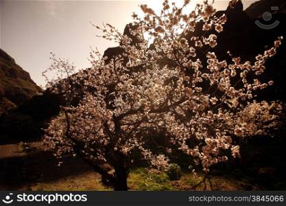 Almont Tree with springflowers in the Barranco de Guayadeque in the Aguimes valley on the Canary Island of Spain in the Atlantic ocean.. EUROPE CANARY ISLAND GRAN CANARY