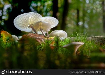 Almost like fairytale forest. Dark, gloomy and magical with a glowing mushroom, fungus. Autumn in the forest is always magical, in any weather and time of the day.. Lightpaiting glowing mushrooms in the enchanted woods. Night photography magic.