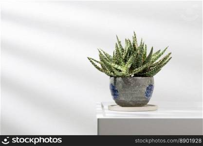 Aloe christmas carol in a gary ceramic pot on a white table.