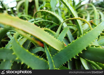 aloe in nature close up