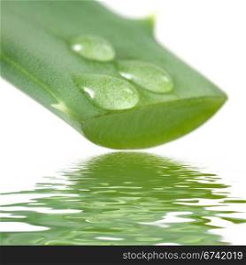 Aloe leaf with juice droplet