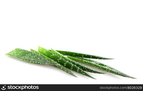 Aloe plant. Aloe plant isolated on white.