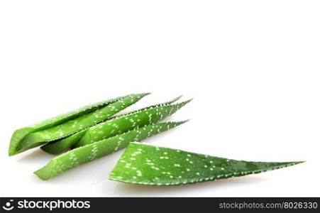 Aloe plant. Aloe plant isolated on white.