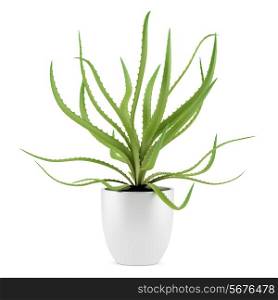 aloe plant in pot isolated on white background