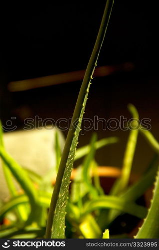 aloe vera