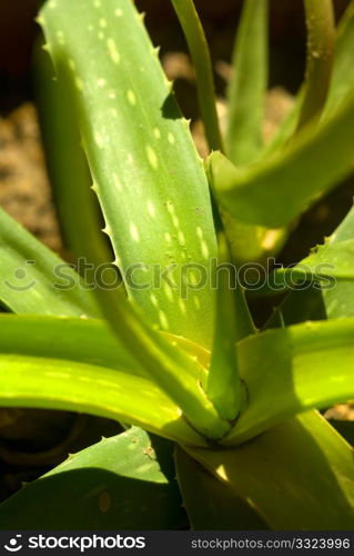 aloe vera