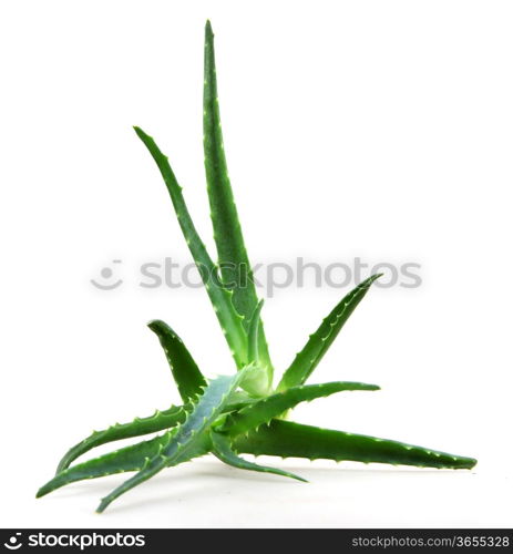 Aloe vera.