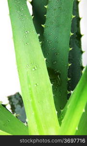 Aloe vera.