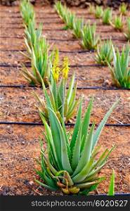 Aloe Vera field at Canary Islands of Spain