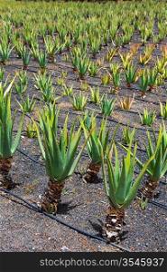 Aloe Vera fields in Lanzarote Orzola at Canary islands