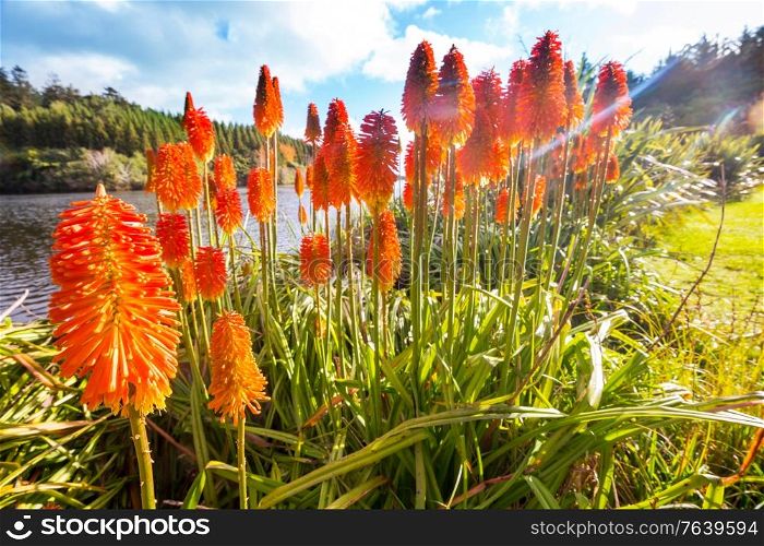 Aloe Vera flowers blossom in lake shore, New Zealand