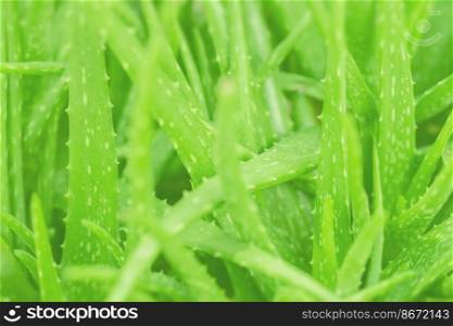 Aloe vera fresh herbal succulent green color nature plant for background herb cream label backdrop wallpaper.