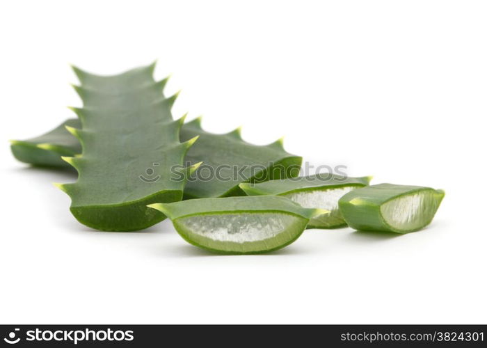 aloe vera fresh leaf. isolated over white