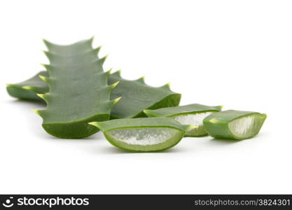 aloe vera fresh leaf. isolated over white