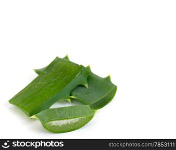 aloe vera fresh leaf. isolated over white