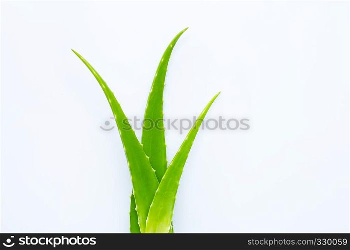 Aloe vera fresh leaves on white background. Copy space