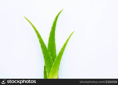 Aloe vera fresh leaves on white background. Copy space