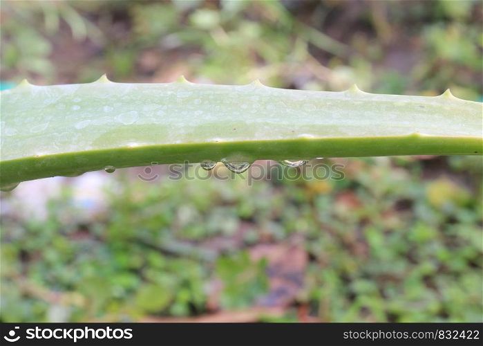 aloe vera garden, plantation aloe vera farm background, aloe vera cosmetics ingredients with substance gelatinous from aloe leaves natural herb for the treatment of burns