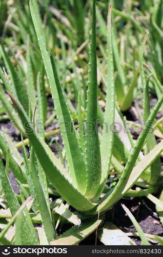 aloe vera garden, plantation aloe vera farm background, aloe vera cosmetics ingredients with substance gelatinous from aloe leaves natural herb for the treatment of burns