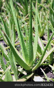 aloe vera garden, plantation aloe vera farm background, aloe vera cosmetics ingredients with substance gelatinous from aloe leaves natural herb for the treatment of burns