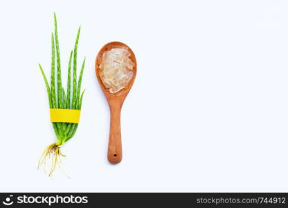 Aloe vera is a popular medicinal plant for health and beauty, on white background.