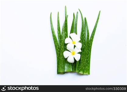Aloe vera is a popular medicinal plant for health and beauty, with Plumeria flower on white background