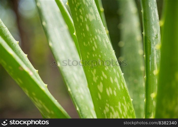 Aloe vera is tropical green plants tolerate hot weather. close up of green leaves, aloe vera. aloe vera is a very useful herbal medicine for skin care and hair care that can be used as treatment.