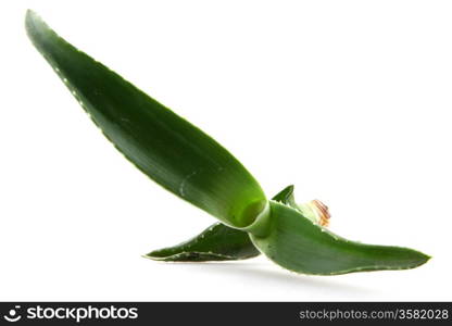 aloe vera leaves