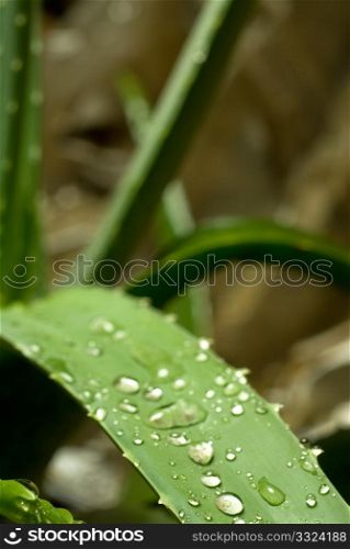 aloe vera leaves after rain