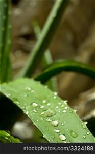 aloe vera leaves after rain