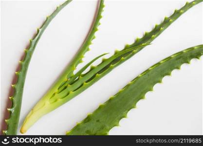 aloe vera leaves beauty treatment