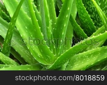 Aloe vera leaves. Close up Aloe Vera Plant,