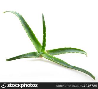 aloe vera leaves on white background