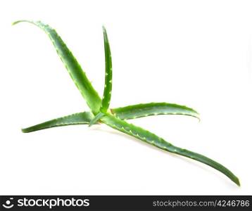 aloe vera leaves on white background