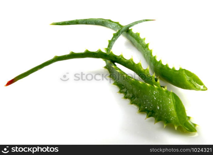 Aloe Vera On White Background.