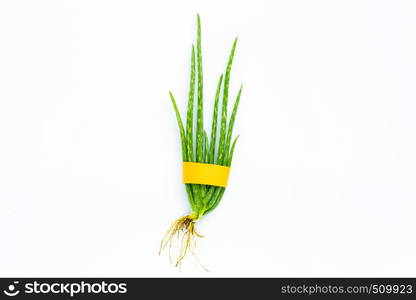 Aloe vera on white background.