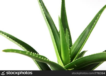 Aloe Vera On White Background.. Aloe Vera On White Background