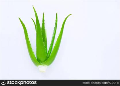Aloe vera on white background. Copy space