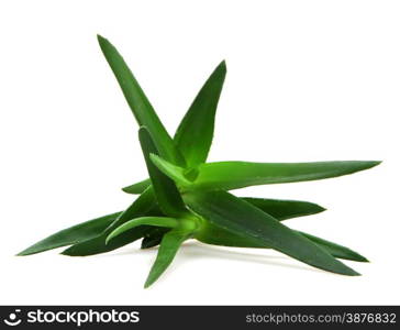 Aloe vera plant