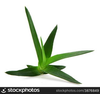 Aloe vera plant