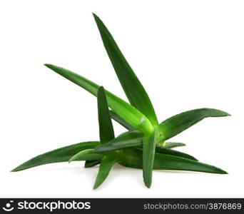 Aloe vera plant