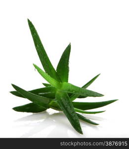 Aloe vera plant