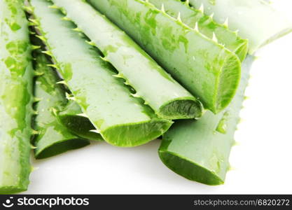 Aloe Vera Plant