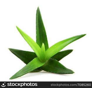 Aloe vera plant. Aloe vera plant isolated on white.