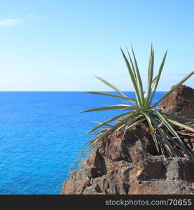 Aloe vera plant and sea in the background, Tenerife, Canary Islands. Copyspace composition