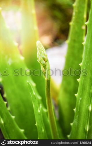 Aloe vera plant green herbal medicines and flower leaf in the garden herb