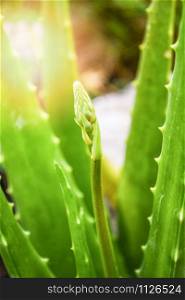 Aloe vera plant green herbal medicines and flower leaf in the garden herb